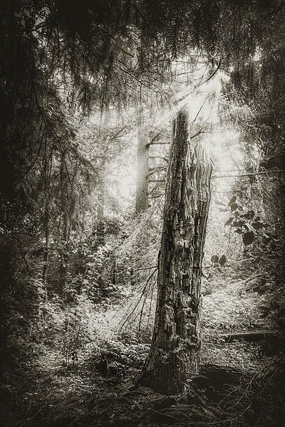 Levensboom - dode boom in het midden van het bos in het mooie Cuxhaven van Jakob Baranowski - Photography - Video - Photoshop