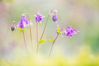 Bloemen