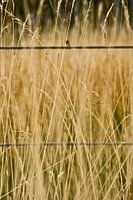 Gras