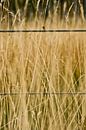 Gras van Brenda Gonzalez thumbnail