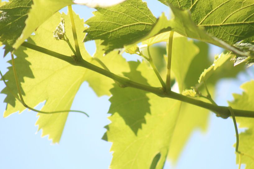 feuille de vigne par Patrick van beek76