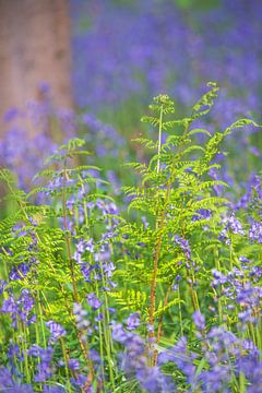 Fougère en gros plan dans une forêt de Bluebell avec des fleurs de jacinthes sauvages en pleine floraison sur Sjoerd van der Wal Photographie