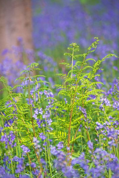 Farn in Nahaufnahme in einem Bluebell-Wald mit blhenden wilden  Hyazinthenblten von Sjoerd van der Wal Fotografie auf ArtFrame, Leinwand,  Poster und mehr | Art Heroes