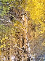Birches in the thicket