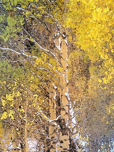 Berken in het struikgewas