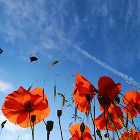 Bumblebee in a field of poppies van Graham De With