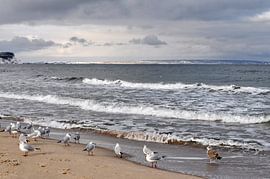 Möwen am Nordstrand in Göhren von GH Foto & Artdesign