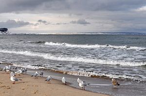 Möwen am Nordstrand in Göhren