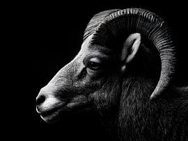 Mouflon in the shade – Primordial power