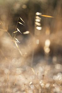 Blade of grass in soft morning light by Arja Schrijver Photography