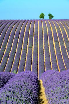 Bloeiende lavendel in de Provence tijdens een zomerse dag van Sjoerd van der Wal Fotografie