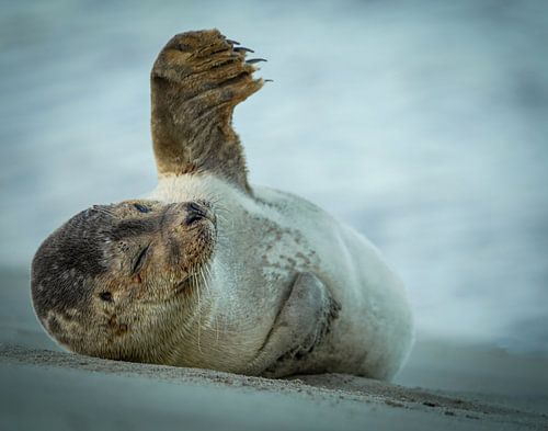 Hoi hoi, zeehond aan het strand van Katwijk