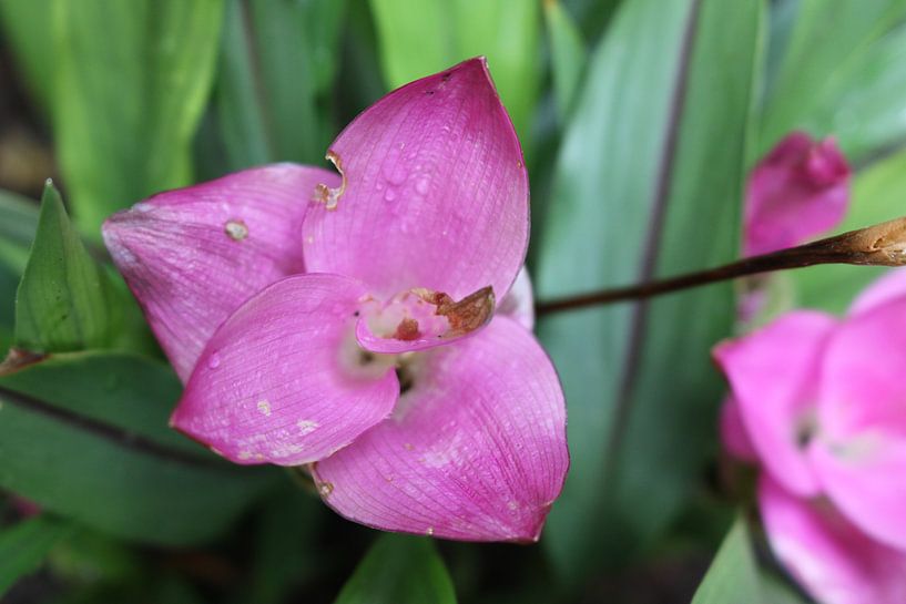 Blume der Kurkumapflanze von Rosalie Broerze
