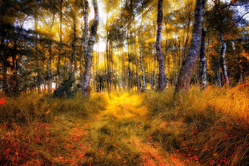 Herfst in kleur van Rigo Meens