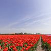 Een veld met rood en roze bloeiende tulpen van Henk van den Brink