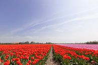 Een veld met rood en roze bloeiende tulpen von Henk van den Brink Miniaturansicht