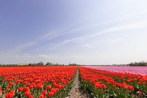 Een veld met rood en roze bloeiende tulpen von Henk van den Brink