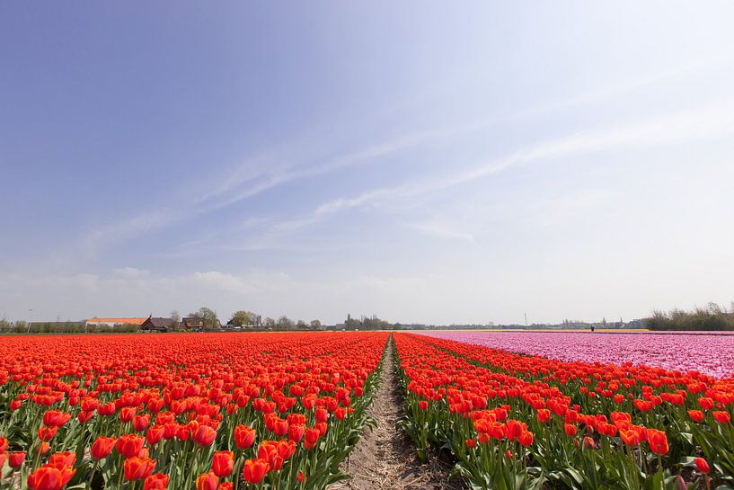 Een veld met rood en roze bloeiende tulpen von Henk van den Brink