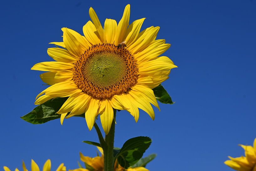 The sun in the flower by Christoph Leimer