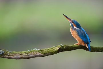 Eisvogel von Eisvogel.land - Corné van Oosterhout