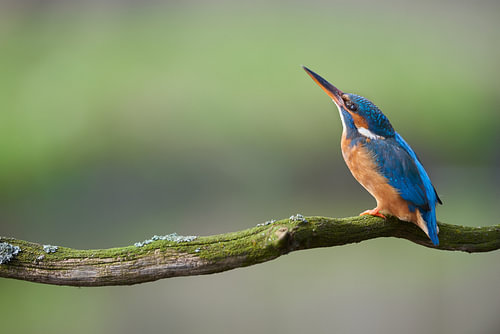 IJsvogel