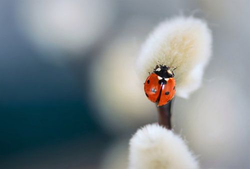 Genießen Sie die kleinen Dinge des Lebens......