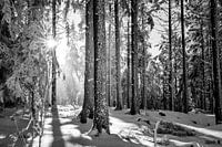 Sunlight in the winter forest