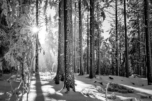 Lumière du soleil dans la forêt d'hiver