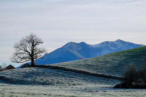 The first winter cold