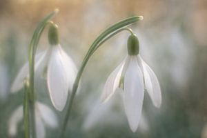 Aufkeimendes Glück: Schneeglöckchen
