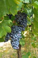 Tuscan grapes