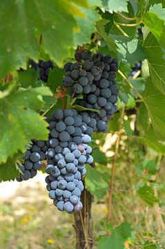 Toscaanse druiven van Paul van Baardwijk