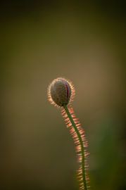 Poppy in bud by Studio Liefkoos