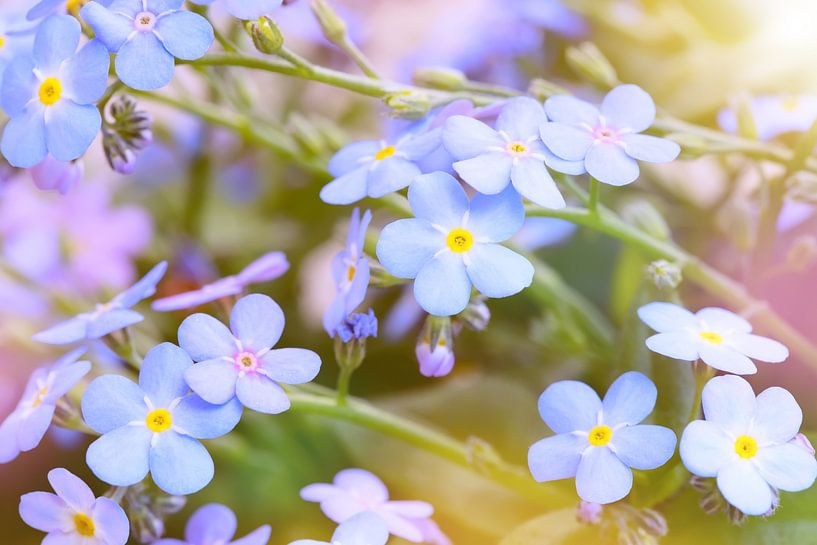 Vergeet-me-nietje van Bo Valentino