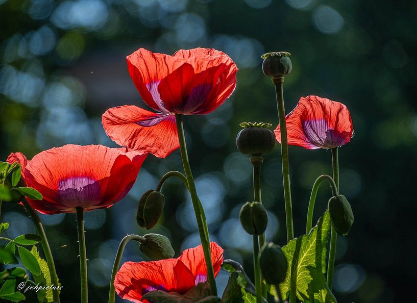 Coquelicots colorés dans la lumière du matin par Jolanda van Haeften