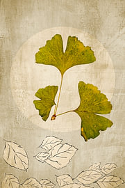Ginkgo. Japandi. Wabi-Sabi. Grundlegend von Alie Ekkelenkamp