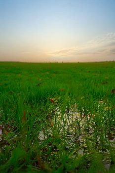 Nasses Gras mit einem endlosen Horizont