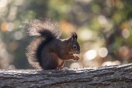 Squirrel with backlight and bokeh.
