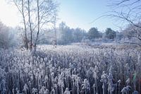 Gefrorenes Feld