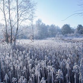 Frozen field by Rutger Leistra