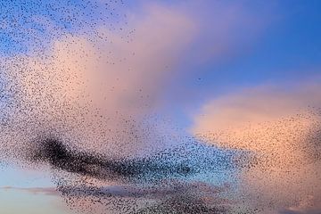 Starling murmuration during sunset with colorful clouds by Sjoerd van der Wal Photography