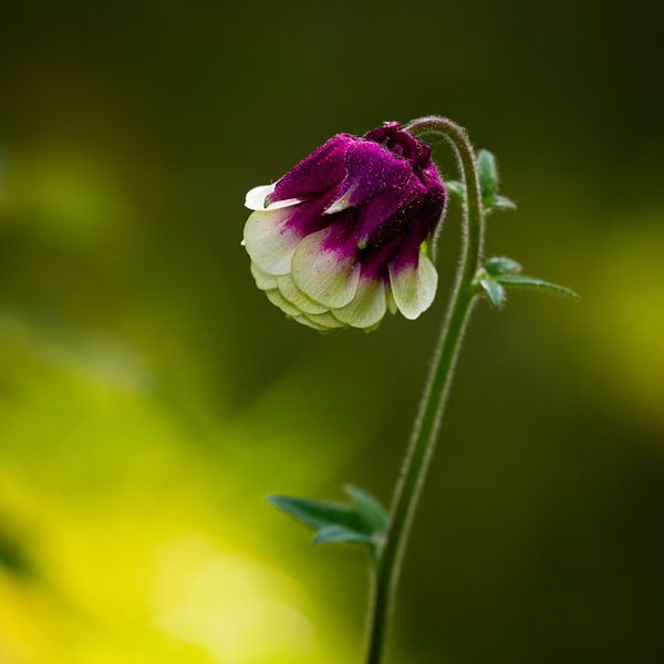Lovely Flower van William Mevissen