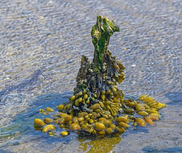 Blasentang im Wattenmeer Nationalpark von Peter Eckert