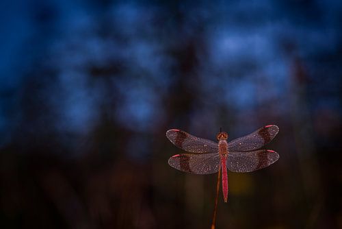 Bandheidelibel in de nacht
