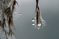 Riet in de mist
