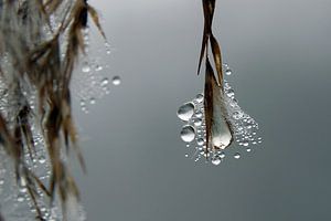 Riet in de mist von Wijnand Kroes