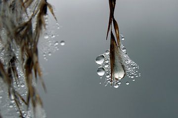 Riet in de mist van Wijnand Kroes