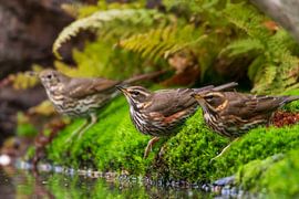 De Koperwiek van Merijn Loch