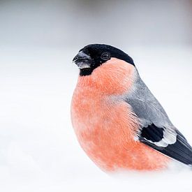 Goudvink / Bullfinch by Pascal De Munck