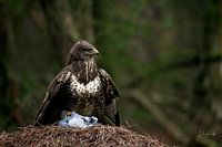 Der Bussard.